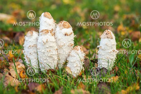 Shaggy Ink Caps or Coprinus comatus