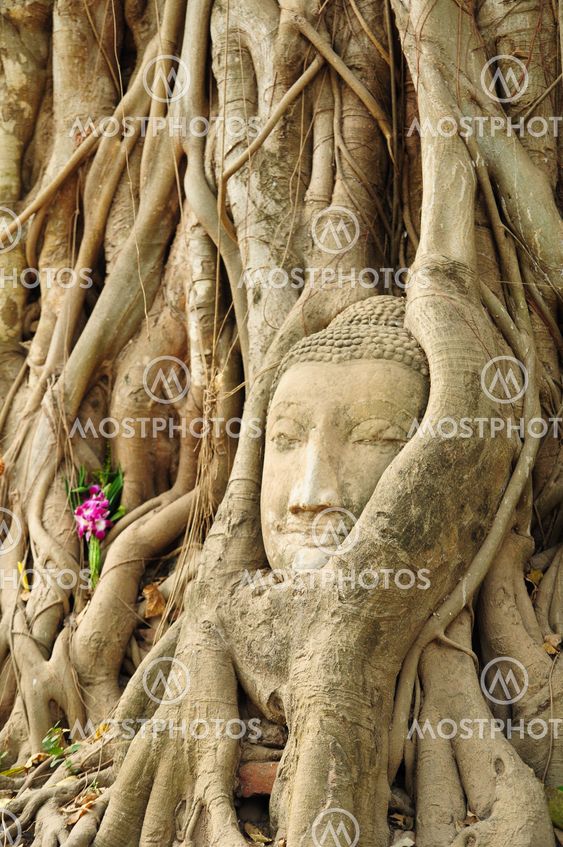 the head of the sandstone buddha image in roots of bodhi tree, Ayutthaya,Thailand