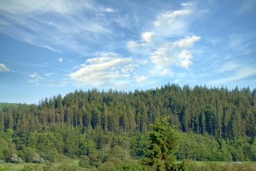 Forest, blue sky and landscape with trees, outdoor woods...