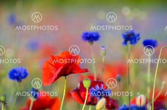 Focused poppy flower among blue cornflowers