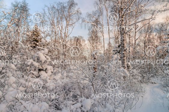 Snowy forest in sunset light
