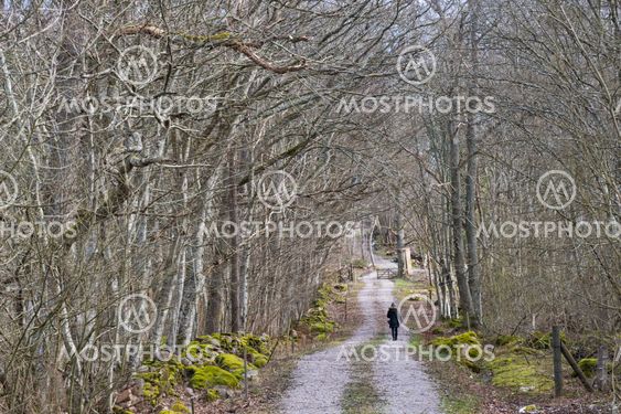 Skogspromenad i Halltorps Hage på Öland