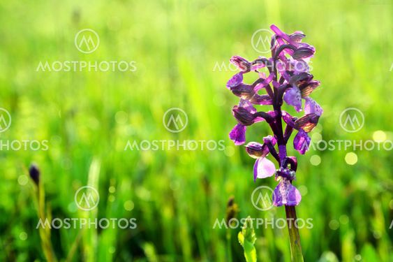purple flower