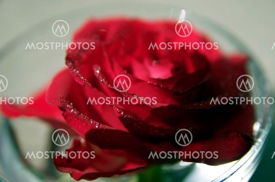 Rose in no thirts