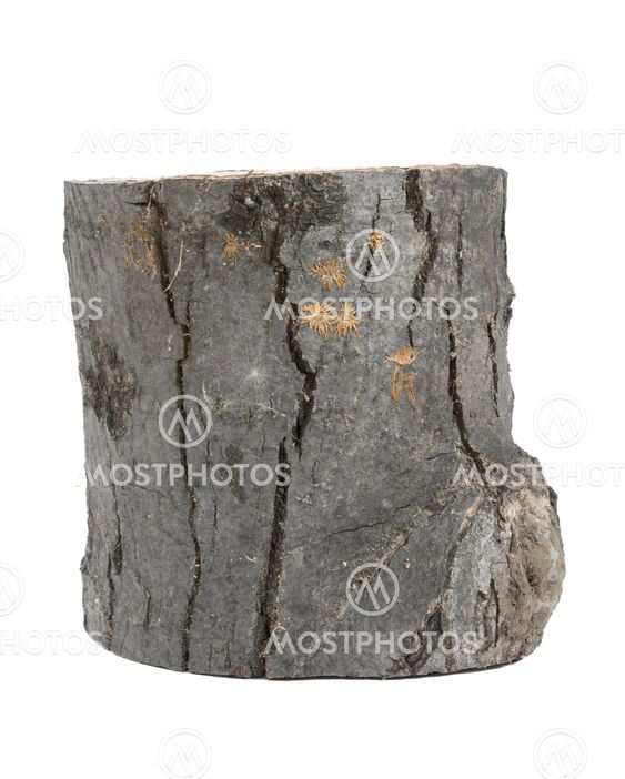 Trunk