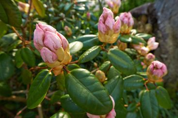 Flowers, leaves and garden with rhododendron buds for...