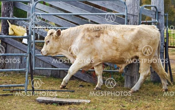 charalais bull beef cattle australian agriculture