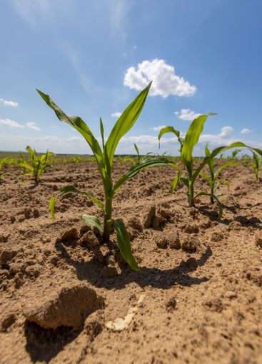 growing sweet corn in eastern Europe against a blue sky