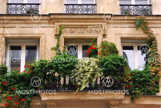 Windows with ivy