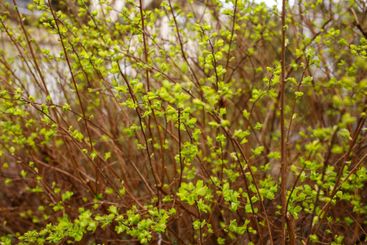 Dense cluster of thin brown branches with bright green...