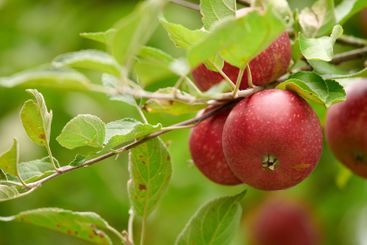 Agriculture, apples or fruits closeup in nature for...