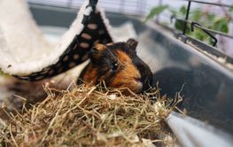 Guinea pig resting in cozy bedding inside a spacious cage...