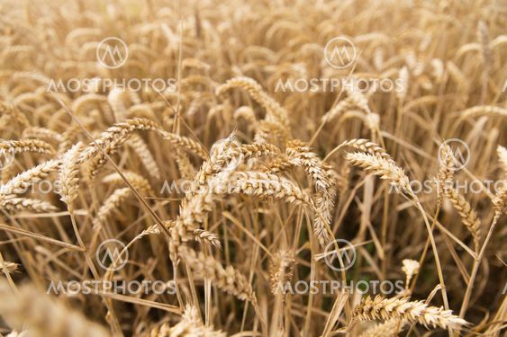 field of ripening wheat ears or rye spikes