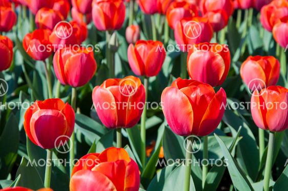 tulip in flower field