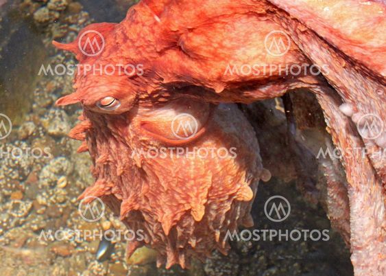 Giant Pacific octopus