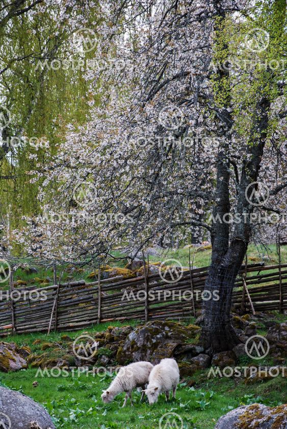 Sheep at a blossom tree.