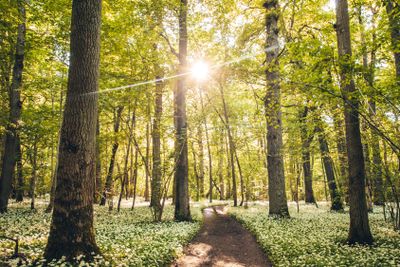 fält med Ramslök i en bokskog i Skåne Sverige