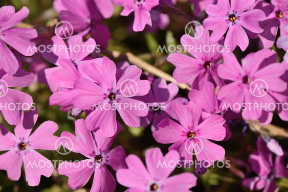 pink Phlox subulata flowers