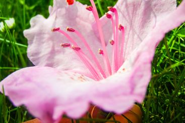 Beautiful pink rhododendron flowers in bloom