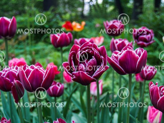 Tulips in a city park