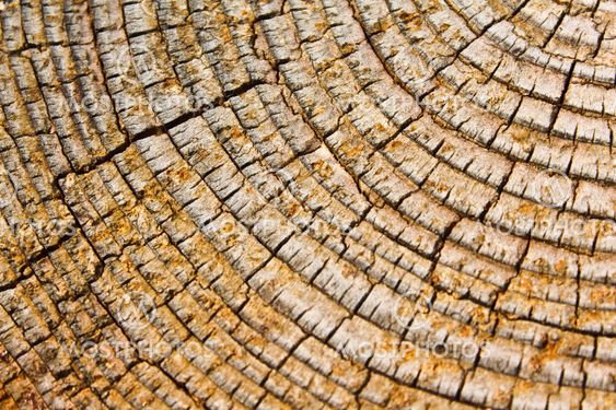 Old wood texture