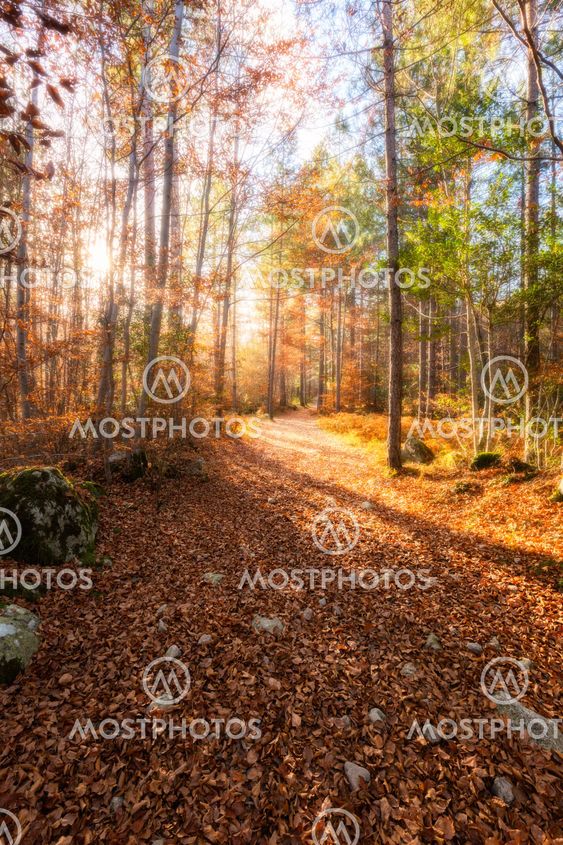 A path of golden autumn leaves in a forest in Corsica