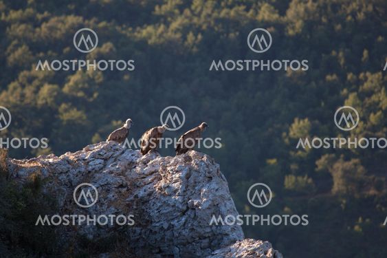 Vultures, Merindades, Burgos, Castilla y Leon, Spain