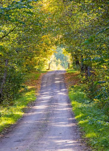 Gravel road in a deciduous forest with autumn colours