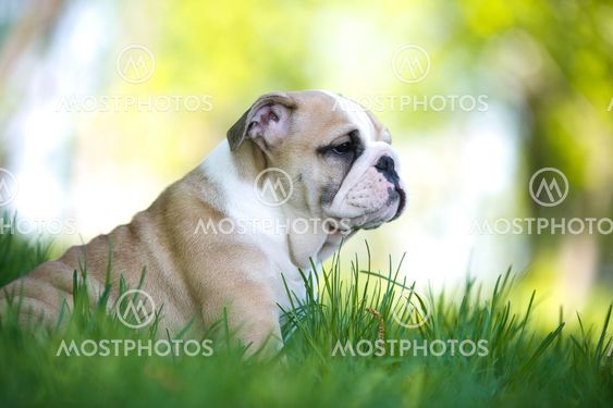 Cute english bulldog puppy outdoors