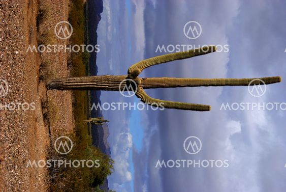 Saguaro