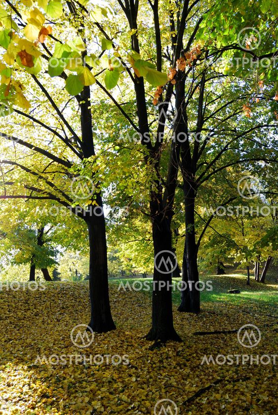 Autumn in forest