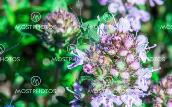 Flower thyme in the nature