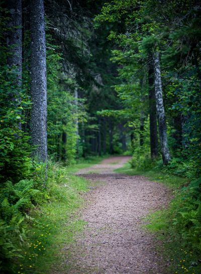 Path in dark moody forest