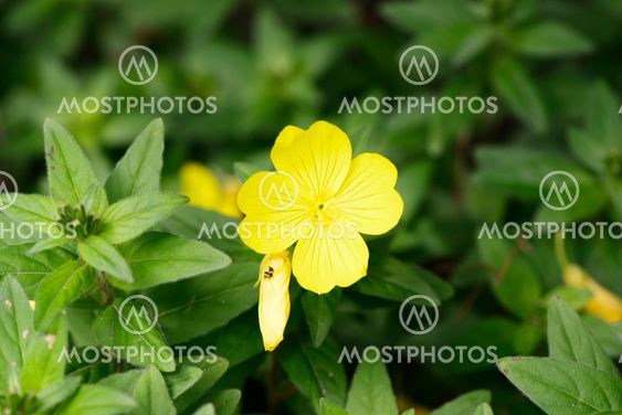 yellow evening primrose flower