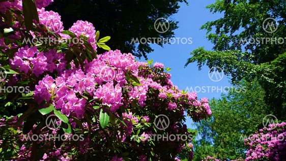rhododendron-hecke immergrn Rhododendron Red Jack | 50-60 cm im Topf