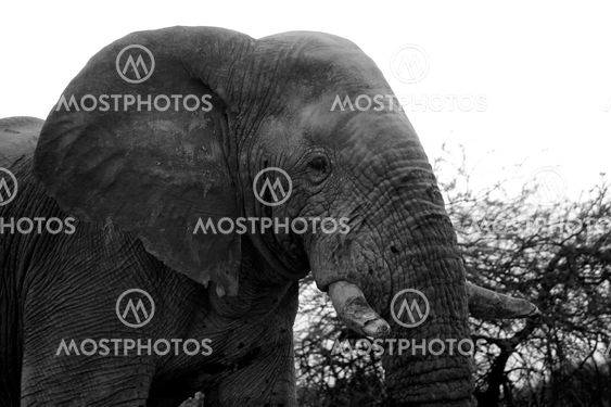 head of an elephant in etosha national park namibia