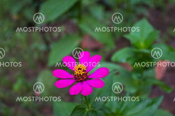 Zinnia Violacea CavFlower