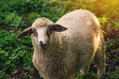 Sheep, domestic farm animal