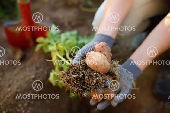 Woman dug up and shows potatoes grown in her garden