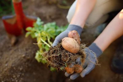 Woman dug up and shows potatoes grown in her garden