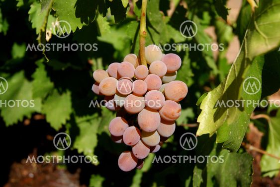 A Group of Grapes