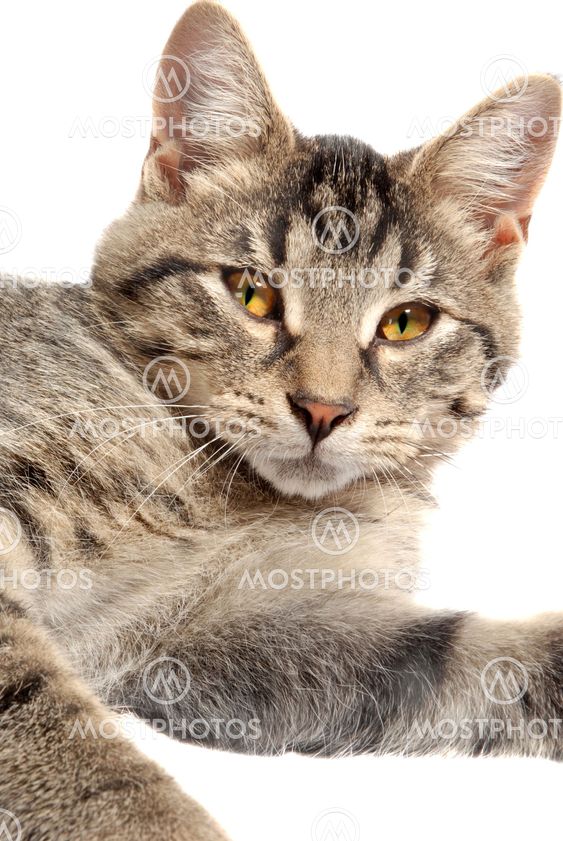 Cute Tabby Kitten face
