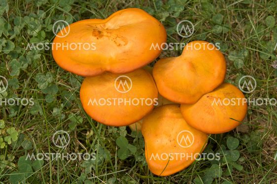 Jack o'Lantern Mushroom