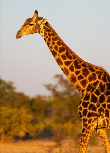 Close-up of giraffe in sunlight.