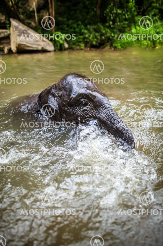 Baby elephant sits in the middle of the waterfall, river