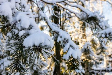 snow-covered pine tree branches close-up in forest