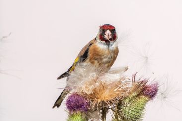 European goldfinch, feeding on the seeds of thistles....