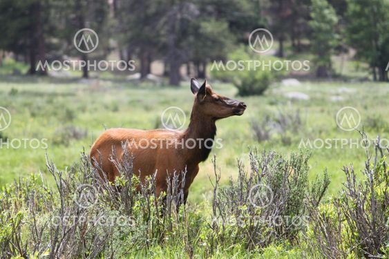 Young Male Elk