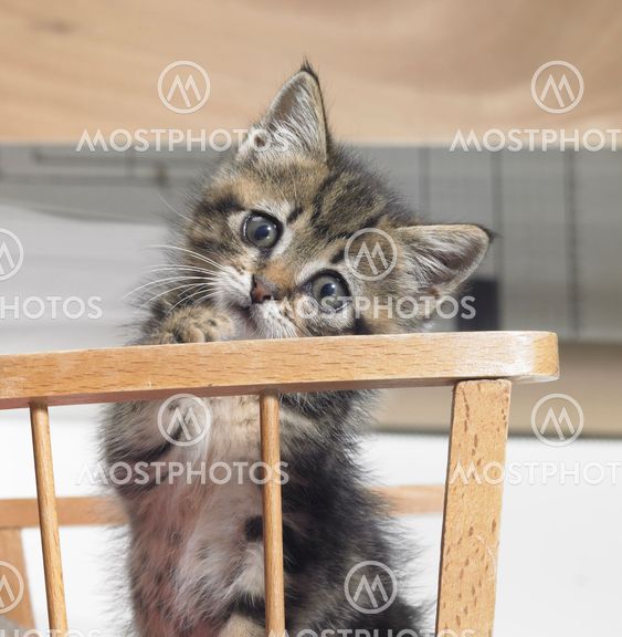 kitten in a wooden crib
