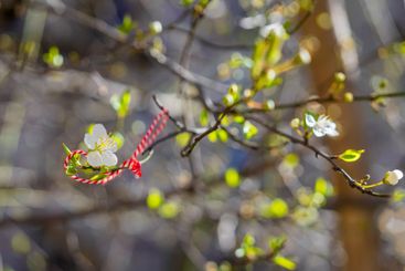 Traditional Bulgarian Martenitsa bracelet tied to...